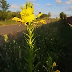 Mazurski Staw * Gołdap