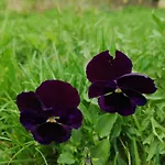 Mazurski Staw Gołdap