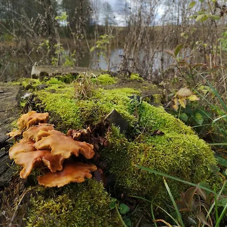 Mazurski Staw Bauernhof *