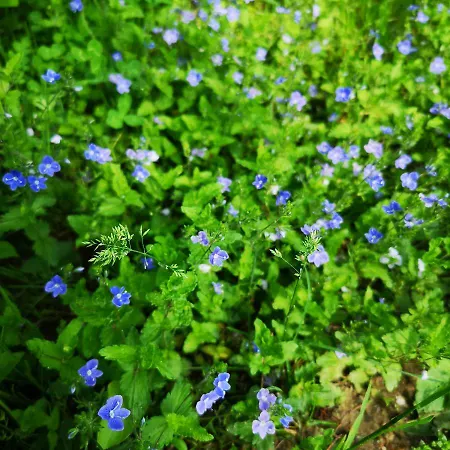 Mazurski Staw Bauernhof