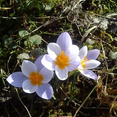 Bauernhof Mazurski Staw Gołdap