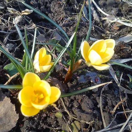 Feriegård Mazurski Staw *