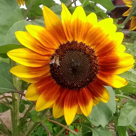 Bauernhof Mazurski Staw Gołdap