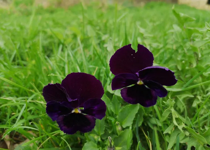 Mazurski Staw Gołdap