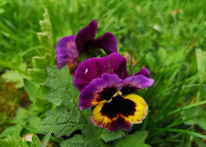 Gospodarstwo agroturystyczne Mazurski Staw